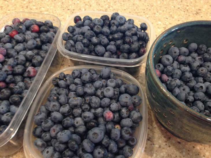 blueberry harvest17