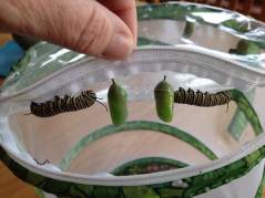 two chrysali and two larvae