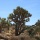 Cacti of the Mojave Desert